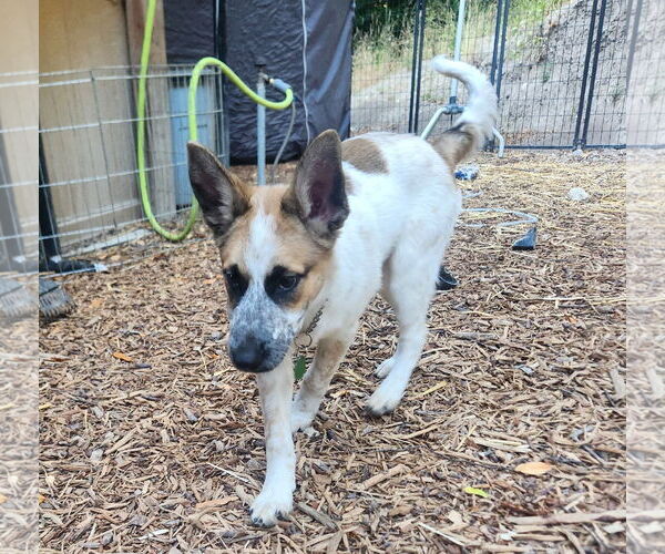 Medium Photo #3 Mutt Puppy For Sale in Paso Robles, CA, USA