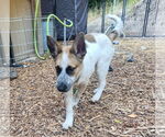 Small #2 Mutt