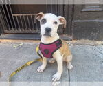 Small #18 American Pit Bull Terrier Mix
