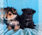 Small Photo #3 Morkie Puppy For Sale in CHARLOTTE HALL, MD, USA