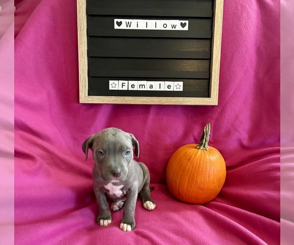 Medium Photo #2 Cane Corso Puppy For Sale in FRANKLIN PARK, IL, USA