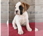 Litter of 9 - Male(s) and Female(s) BoxerLitter of Puppies for Sale - Photo #31