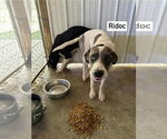 Small #1 Great Dane Mix