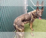 Small German Shepherd Dog
