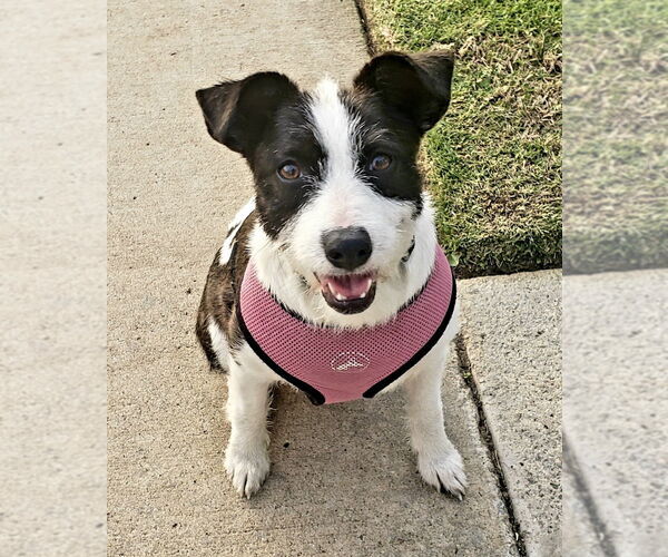 Medium Photo #3 Mutt Puppy For Sale in San Diego, CA, USA