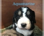Small Photo #3 Bernedoodle Puppy For Sale in ALBANY, OR, USA