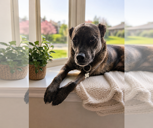Stella - Female Catahoula Leopard Dog-Unknown Mix Dog for Adoption - Photo #13