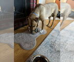 Small #16 Labrador Retriever Mix