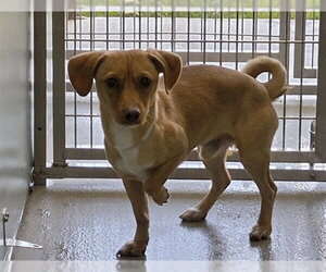 Dachshund-Unknown Mix Dogs for adoption in San Clemente, CA, USA