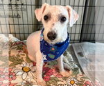 Small #1 Poodle (Miniature) Mix