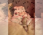 Small Photo #12 Golden Retriever Puppy For Sale in FREDONIA, KS, USA