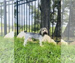 Small #1 Mutt