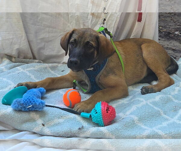 Medium Photo #2 German Shepherd Dog-Unknown Mix Puppy For Sale in Decatur, GA, USA