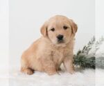 Small #3 Golden Retriever