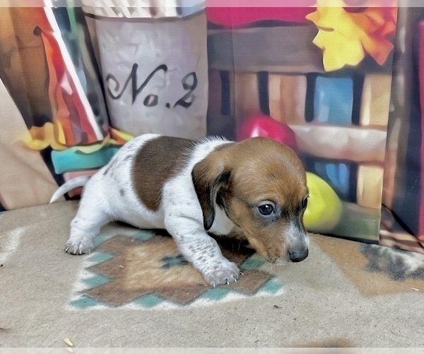 Medium Photo #7 Dachshund Puppy For Sale in CASSVILLE, MO, USA