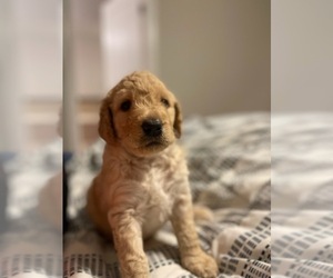 Goldendoodle Puppy for sale in FLOWERY BRANCH, GA, USA