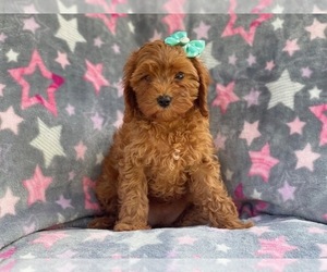 Cavapoo-Poodle (Miniature) Mix Puppy for sale in LAKELAND, FL, USA