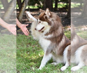 Siberian Husky Dogs for adoption in The Woodlands, TX, USA