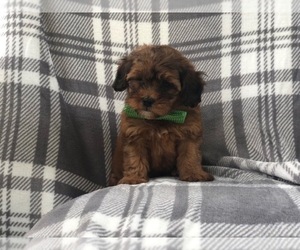 Shih-Poo Puppy for sale in LAKELAND, FL, USA
