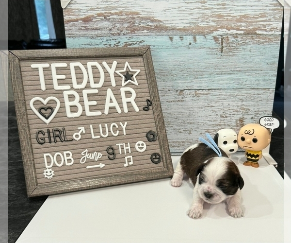 Medium Photo #3 Zuchon Puppy For Sale in NEW YORK MILLS, MN, USA