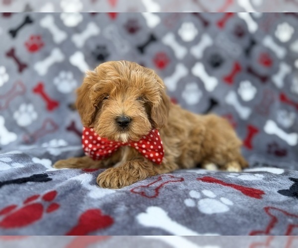 Medium Photo #8 Cavapoo (Miniature) Puppy For Sale in LAKELAND, FL, USA