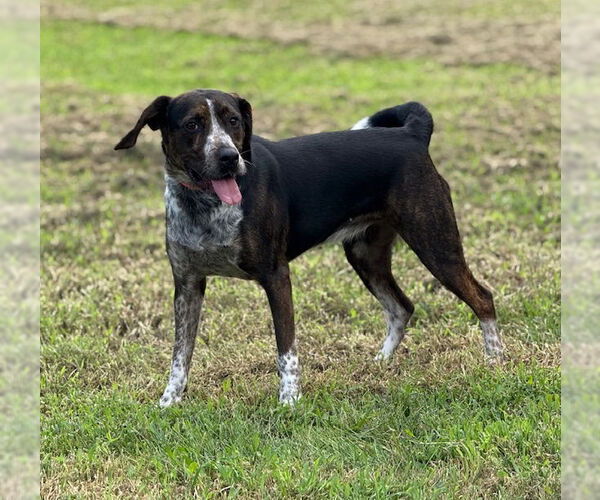 Medium Photo #3 Mutt Puppy For Sale in Raleigh, NC, USA