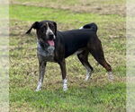 Small #2 Mutt