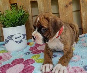 Medium Boxer