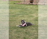 Small #26 American Pit Bull Terrier Mix