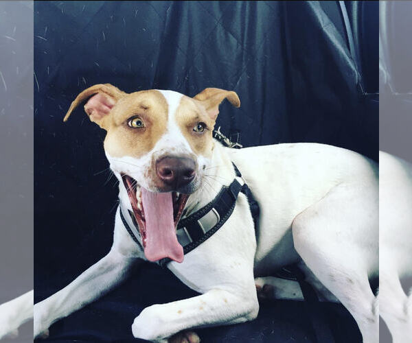 Medium Photo #3 Pointer-Unknown Mix Puppy For Sale in Denton, TX, USA