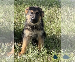 German Shepherd Dog Puppy for sale in POLK CITY, FL, USA