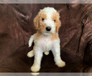 Goldendoodle Puppy for sale in BROOKLYN, NY, USA