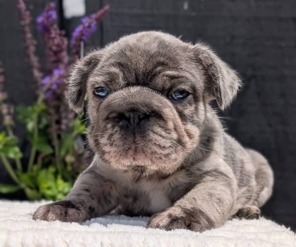 Medium Photo #5 French Bulldog Puppy For Sale in GOSHEN, IN, USA