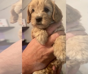Goldendoodle (Miniature) Puppy for sale in WIND LAKE, WI, USA