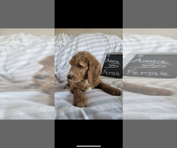 Medium Photo #1 Goldendoodle Puppy For Sale in HUNTINGTON, IN, USA
