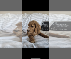 Goldendoodle Puppy for sale in HUNTINGTON, IN, USA