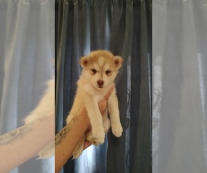 Siberian Husky Puppy for sale in ROSWELL, NM, USA