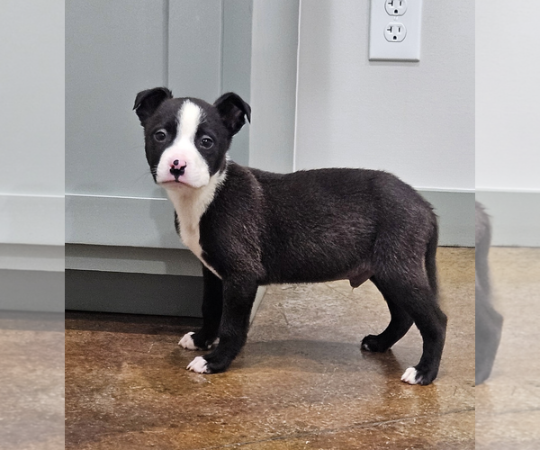 Medium Photo #7 Boston Terrier-Unknown Mix Puppy For Sale in Rockville, MD, USA