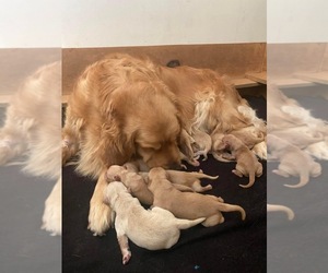 Mother of the Golden Retriever puppies born on 11/10/2022
