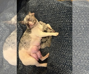 French Bulldog Puppy for sale in ALTON, IL, USA