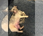 Litter of 6 - Female French BulldogLitter of Puppies for Sale - Small photo