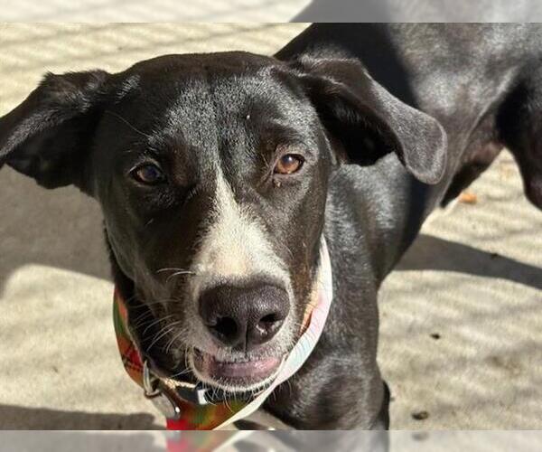 Medium Photo #1 Mutt Puppy For Sale in Tulsa, OK, USA