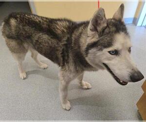 Siberian Husky Dogs for adoption in Orange, CA, USA