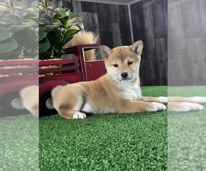 Shiba Inu Puppy for sale in CANOGA, NY, USA
