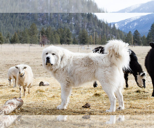 Father of the Great Pyrenees puppies born on 03/20/2023