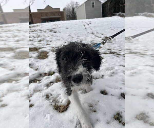 Medium Photo #1 Mutt Puppy For Sale in Candler, NC, USA