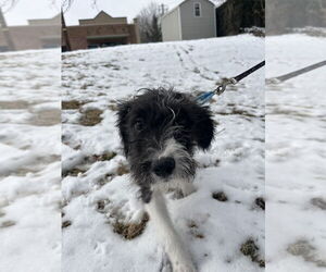 Mutt Dog for Adoption in Candler, North Carolina USA