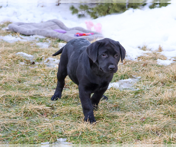 Medium Photo #5 Labrador Retriever Puppy For Sale in SYRACUSE, IN, USA