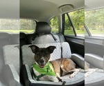 Coquito (Foster or Adopter needed!) - Male Pointer-Unknown Mix Dog for Adoption - Small photo