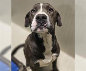 Mutt Dogs for adoption in Bakersfield, CA, USA